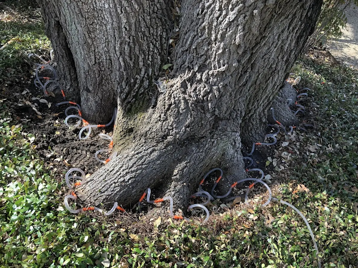 Detailed Tree Cabling and Bracing job site in Samburg