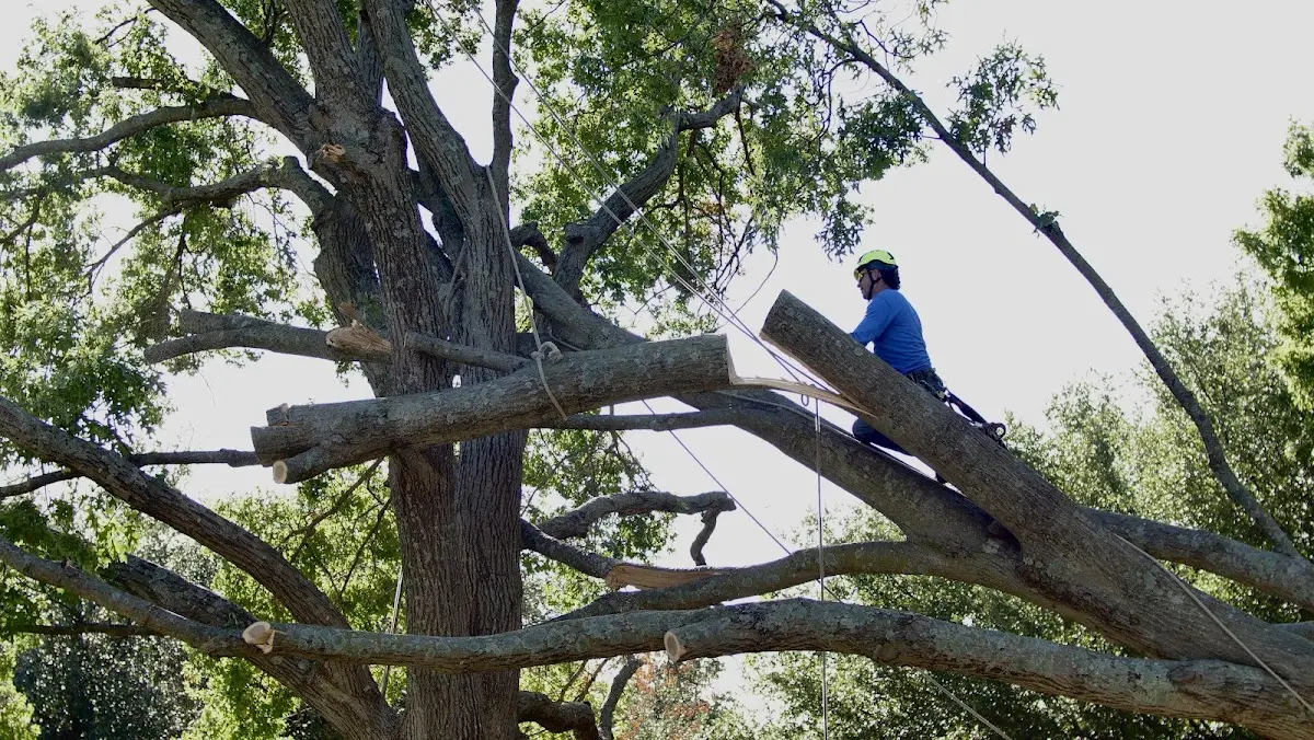 Professional Crown Thinning performed by certified arborists in Samburg